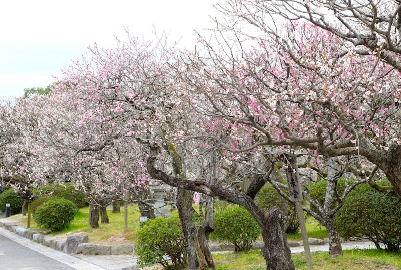Vườn hoa mơ ume Vườn hoa mơ ume